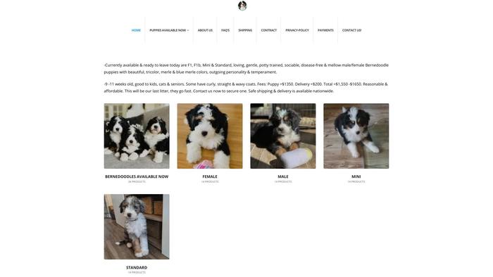 Trainedbernedoodless.com - Bernedoodle Puppy Scam Review