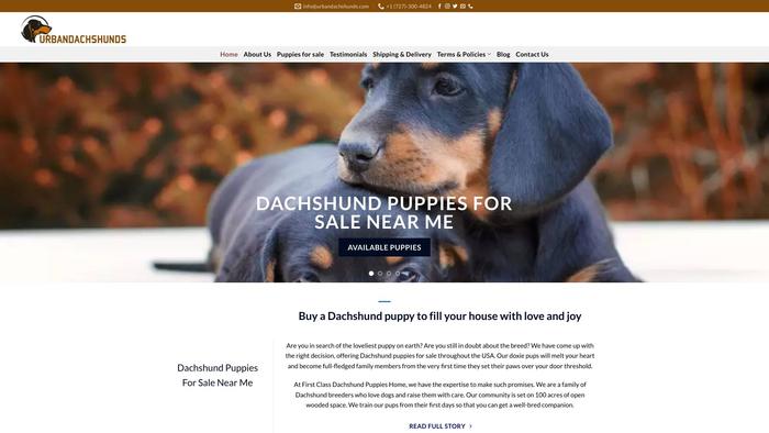 Urbandachshunds.com - Dachshund Puppy Scam Review