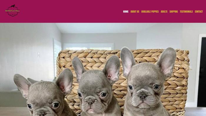 Whistlehillfrenchies.com - French Bulldog Puppy Scam Review