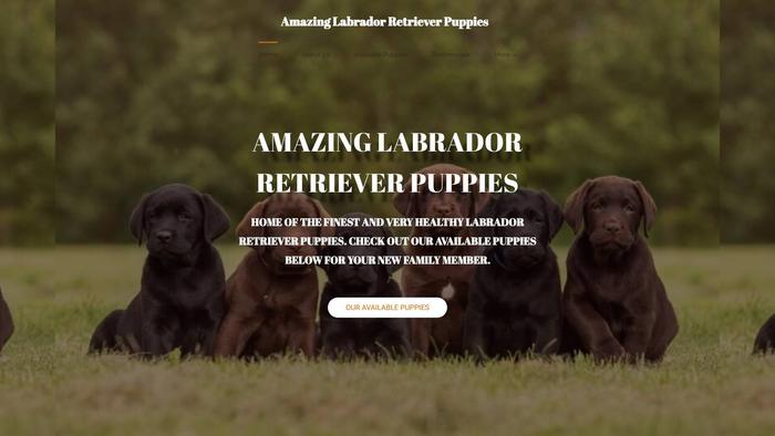 Amazinglabradorretrieverpups.com - Golden Retriever Puppy Scam Review