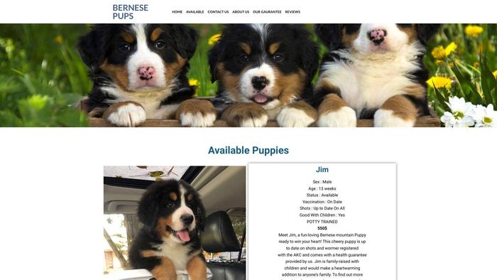 Bernesmpup.com - Bernese Mountain Dog Puppy Scam Review