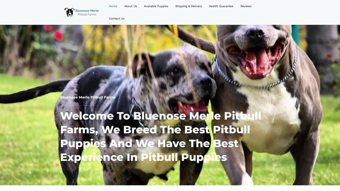 Bluenosemerlepitbullfarms.com - Pit Bull Puppy Scam Review