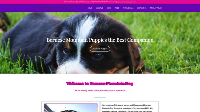 Buybernesemountainpuppies.com - Bernese Mountain Dog Puppy Scam Review