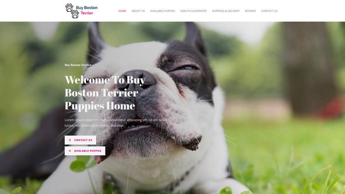 Buybostonterriers.com - Terrier Puppy Scam Review