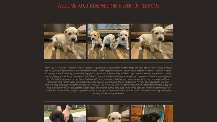 Cutebabieslabradorretrieverhome.com - Golden Retriever Puppy Scam Review