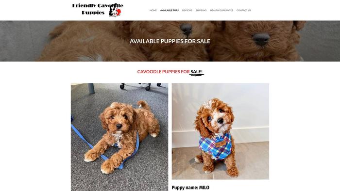 Friendlycavoodlepups.com - Cavapoo Puppy Scam Review