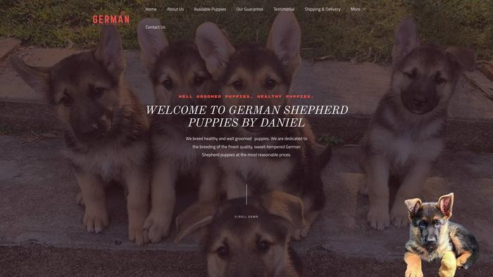 Germansheperdpuppiesbydaniel.com - Germanshepherd Puppy Scam Review