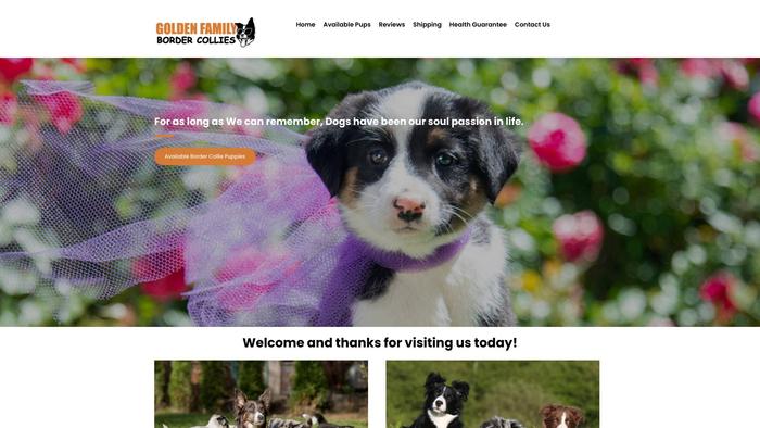 Goldenfamilybordercollies.com - Bordercollie Puppy Scam Review