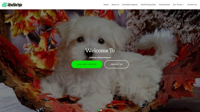 Jellybeanmaltesepuppies.com - Maltese Puppy Scam Review