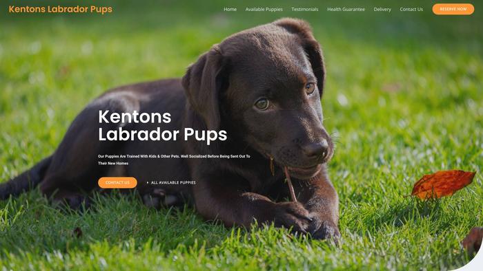 Kentonslabradorpups.com - Labrador Puppy Scam Review