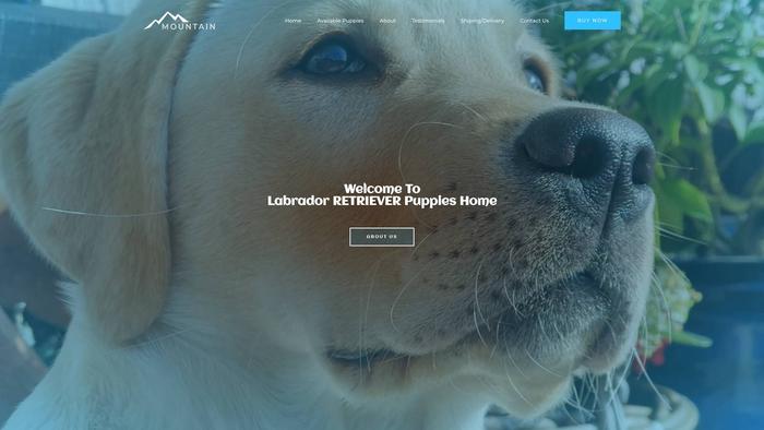 Labradornearme.xyz - Labrador Puppy Scam Review