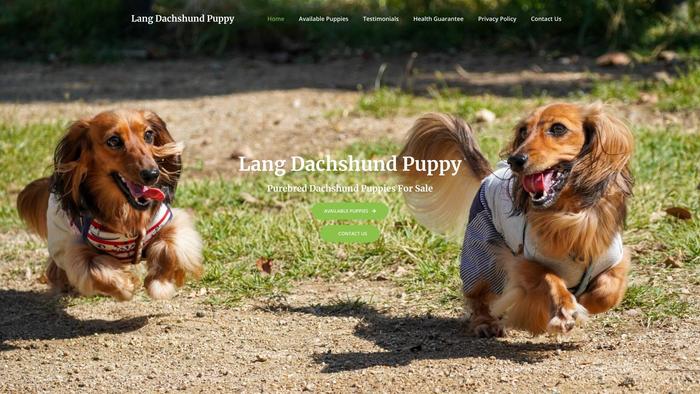 Langdachshundpuppy.com - Dachshund Puppy Scam Review