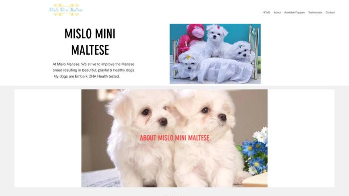 Mislominimaltese.shop - Maltese Puppy Scam Review