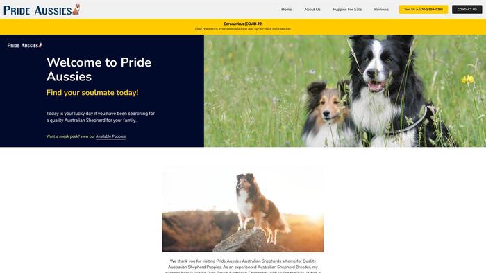 Prideaussies.com - Australian Shepherd Puppy Scam Review