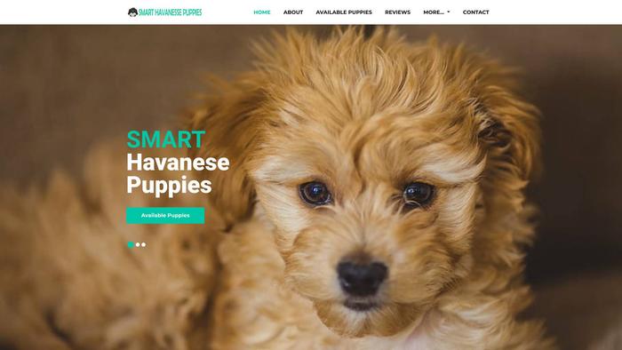 Smarthavanessepuppies.com - Havanese Puppy Scam Review