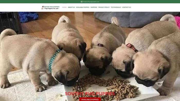 Southypugspuppies.com - Pug Puppy Scam Review