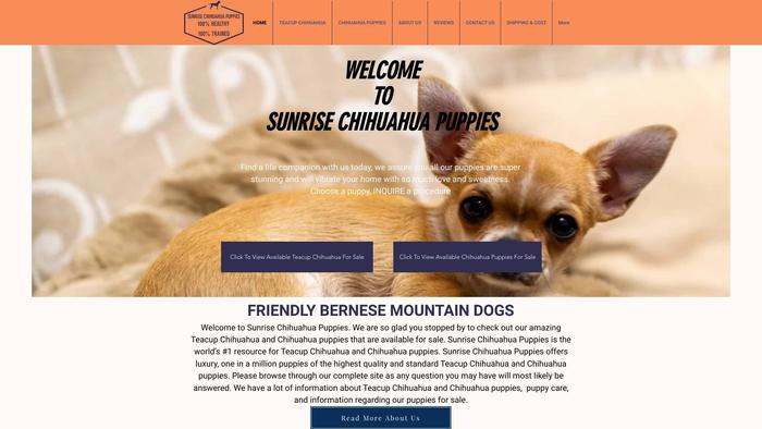 Sunrisechihuahuas.com - Chihuahua Puppy Scam Review