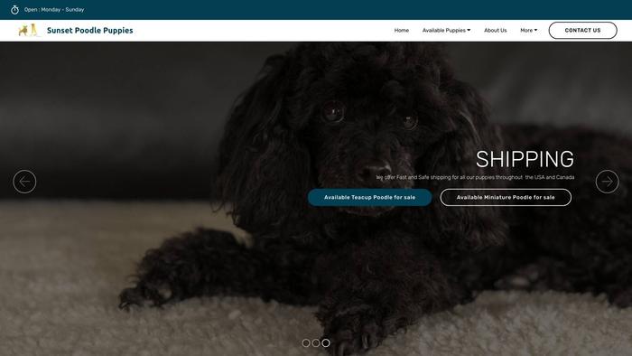 Sunsetpoodlepuppies.com - Poodle Puppy Scam Review