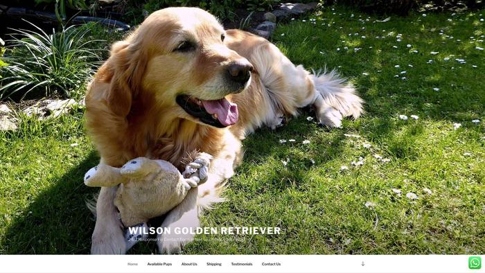 Wilsongoldenretrieverpuppyhome.com - Golden Retriever Puppy Scam Review