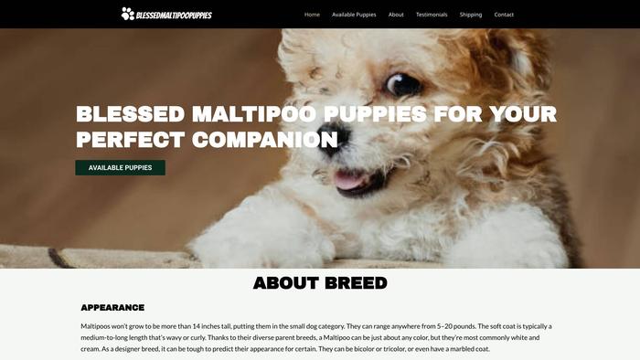 Blessedmaltipoopuppies.com - Maltipoo Puppy Scam Review