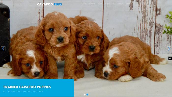 Cavapoosinusa.com - Cavapoo Puppy Scam Review