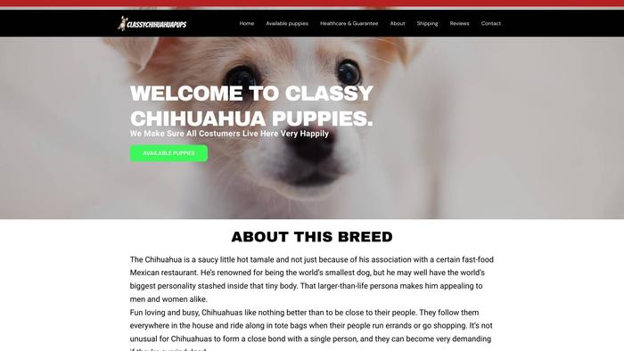 Classychihuahuapups.com - Chihuahua Puppy Scam Review