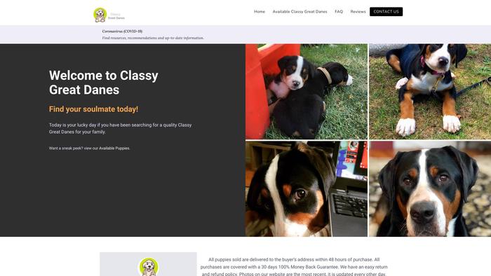 Classygreatdanes.com - Great Dane Puppy Scam Review