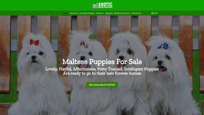 Exoticmaltesepuppieshome.com - Maltese Puppy Scam Review