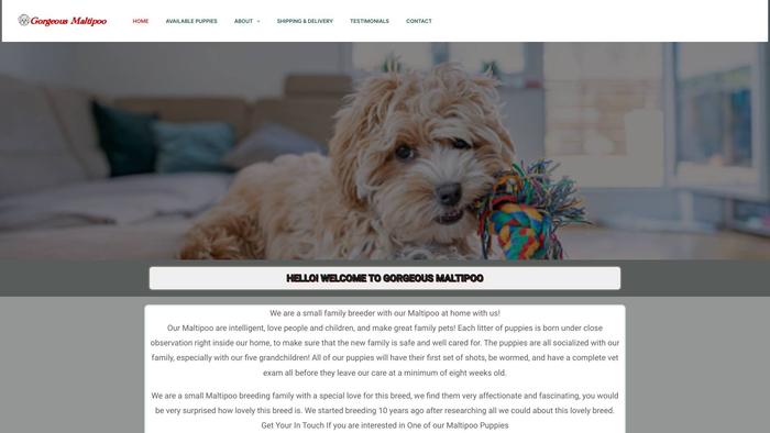 Gorgeousmaltipoo.com - Maltipoo Puppy Scam Review