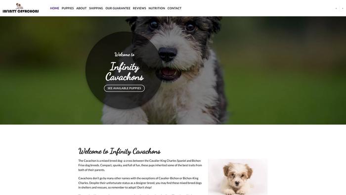 Infinitycavachons.com - Cavachon Puppy Scam Review