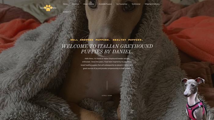 Italiangreyhoundpuppiesbydaniel.com - Labrador Puppy Scam Review