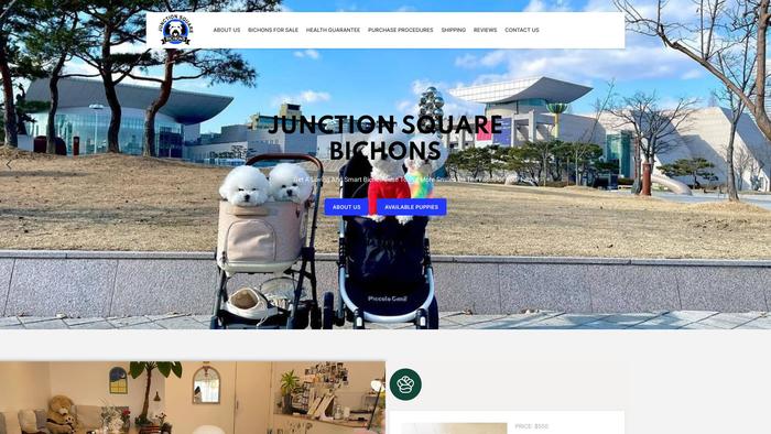 Junctionsquarebichonsforsale.com - Bichon Frise Puppy Scam Review