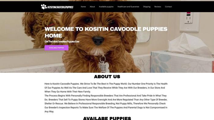 Kositincavoodlepuppies.com - Cavapoo Puppy Scam Review