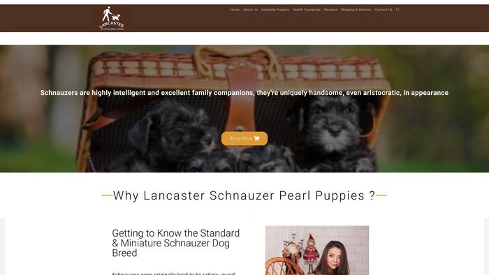 Lancasterschnauzerpearlpuppies.com - Schnauzer Puppy Scam Review