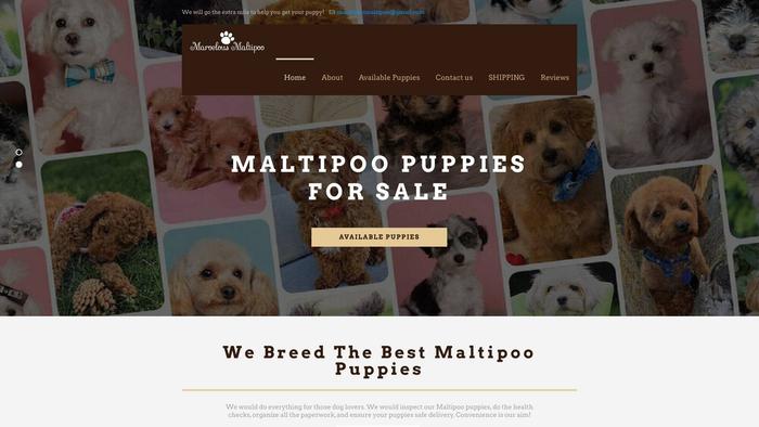 Marvelousmaltipoo.com - Maltipoo Puppy Scam Review