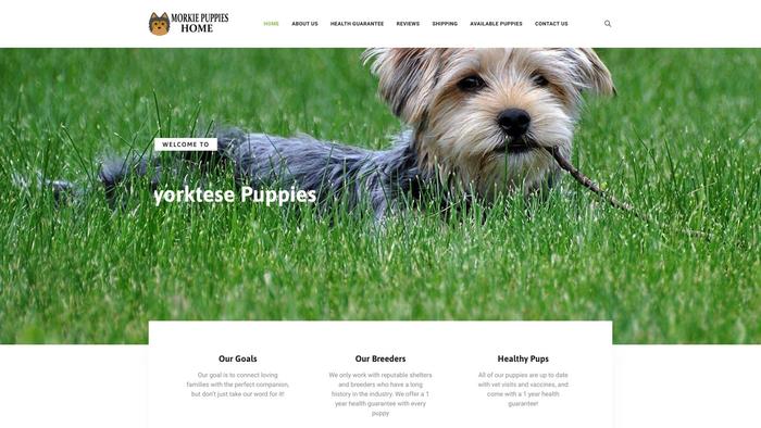 Morkiepupshome.com - Yorkshire Terrier Puppy Scam Review