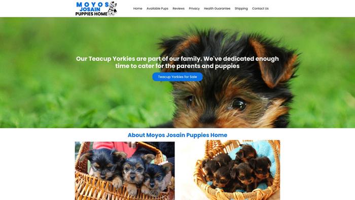 Moyosjosainpuppieshome.com - Yorkshire Terrier Puppy Scam Review