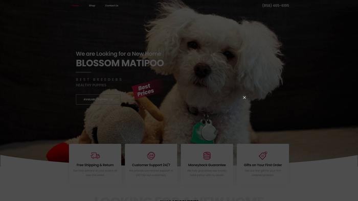 Niceandcutepuppies.com - Maltipoo Puppy Scam Review