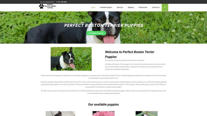 Perfectbostonterrierpuppies.com - Terrier Puppy Scam Review