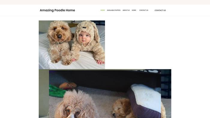 Poodlepupshome.com - Poodle Puppy Scam Review