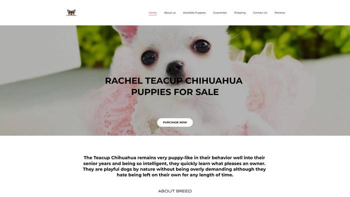 Rachelchihuahuas.org - Chihuahua Puppy Scam Review