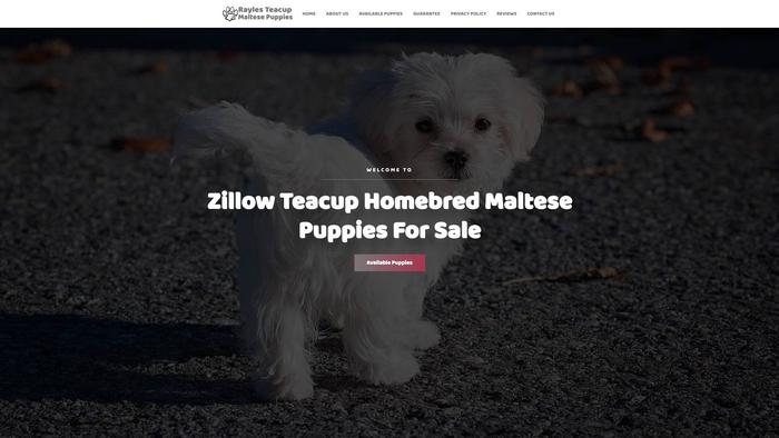 Raylesteacupmaltesepuppies.com - Maltese Puppy Scam Review