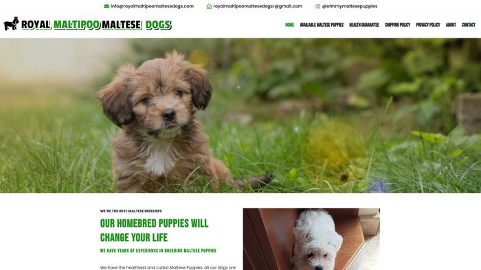 Royalmaltipoomaltesedogs.com - Maltese Puppy Scam Review