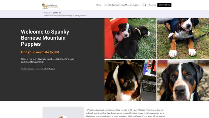 Spankybernesemountainpuppies.com - Bernese Mountain Dog Puppy Scam Review