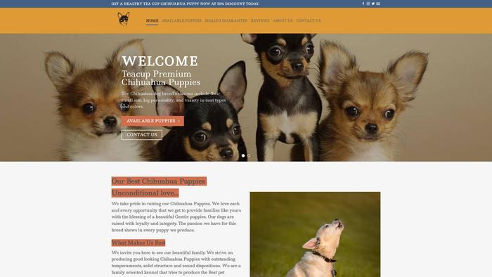 Teacupremiumchihuahuapuppies.com - Chihuahua Puppy Scam Review