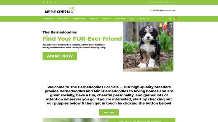 Thebernedoodlesforsale.com - Bernedoodle Puppy Scam Review