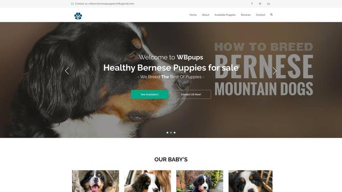 Willsonbernesepups.com - Bernese Mountain Dog Puppy Scam Review