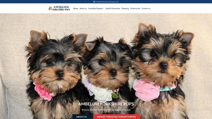 Ambelumyorkshirepups.com - Yorkshire Terrier Puppy Scam Review