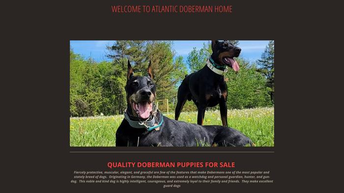 Atlanticdobermanhome.com - Doberman Pinscher Puppy Scam Review