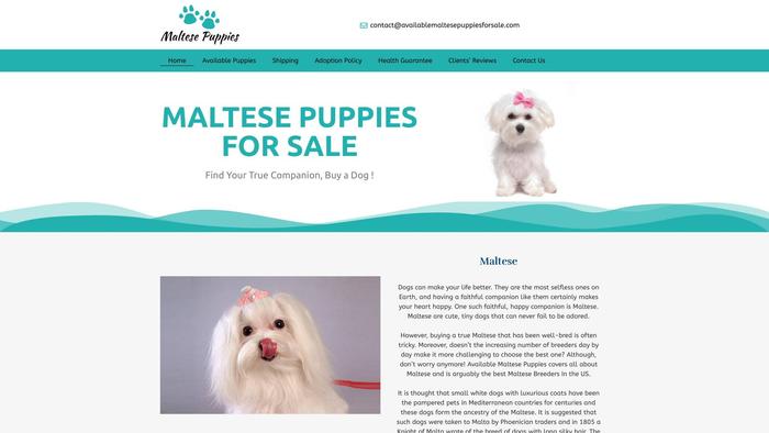 Availablemaltesepuppiesforsale.com - Maltese Puppy Scam Review